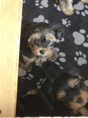 Süsse Yorkshire Terrier Weibchen 