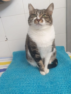 Amapola sucht ihr Zuhause