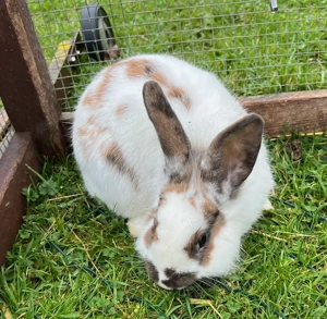 Zwergkaninchen, Männchen, Widdermix, Kaninchen kastriert, Kastrat