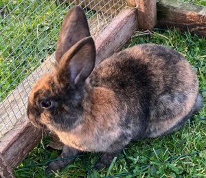 Zwergkaninchen, Männchen, Widdermix, Kaninchen kastriert, Kastrat