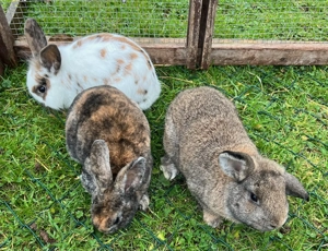 Zwergkaninchen, Männchen, Widdermix, kastriert, Kastrat