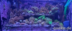 Korallen Ableger zu verkaufen