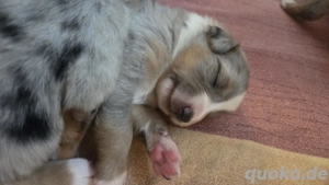 Australian Shepherd Welpen 