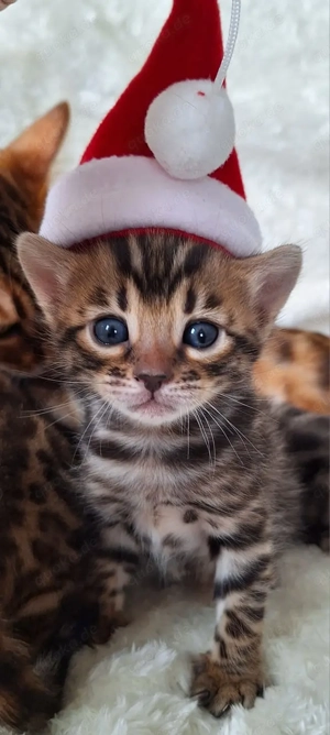 Reinrassige Bengal-Kitten mit Stammbaum