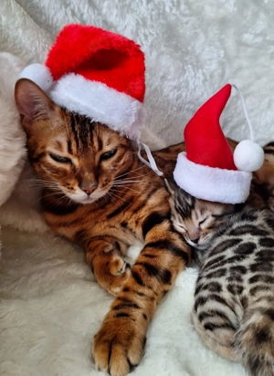 Reinrassige Bengal-Kitten mit Stammbaum