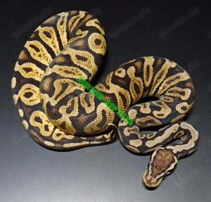 Königspython 1.0 GHI Pastel Phoenixx NZ'24 *nicht günstig*