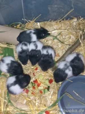 Zahme Süße Goldhamster Babys