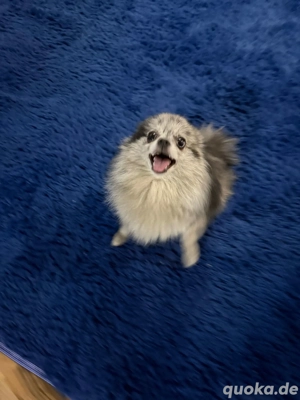 Pomeranian Zwergspitz  Hündin 