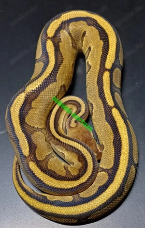 Königspython 1.0 Yellow Belly Genetic Stripe NZ'24