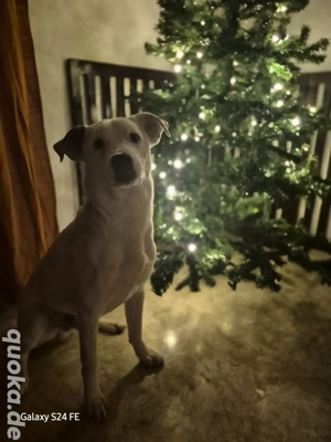 Weihnachtswunder geuscht  