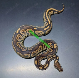 Königspython 0.1 Black Pastel Phoenixx 100% het Clown NZ'24 *nicht günstig*