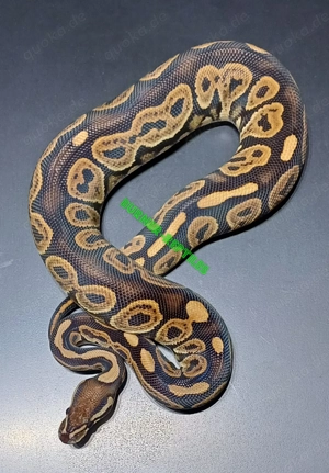 Königspython 0.1 Black Pastel Phoenixx 100% het Clown NZ'24 *nicht günstig*