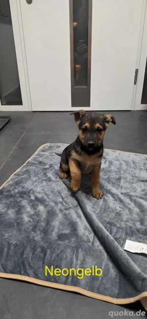 Schäferhund Mix Welpen
