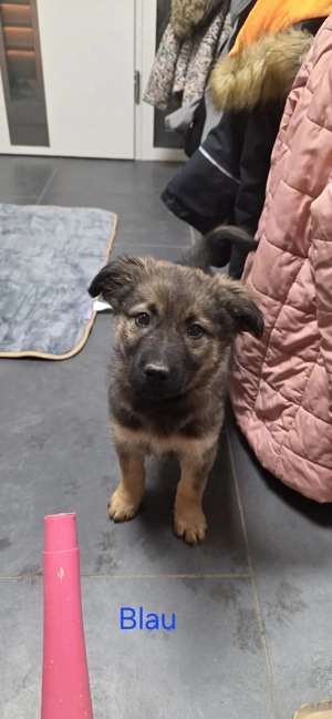 Schäferhund Mix Welpen