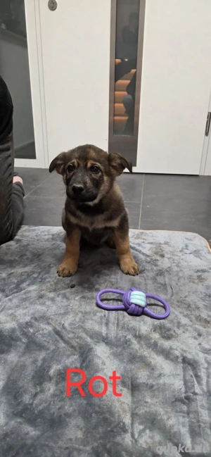 Schäferhund Mix Welpen