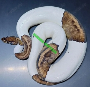 Königspython 1.0 Piebald RECO adult *nicht günstig*