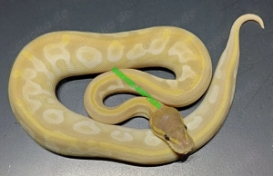 Königspython 1.0 Crystal NZ'25