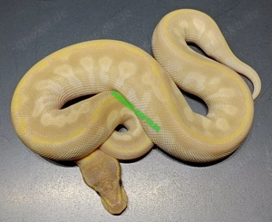 Königspython 1.0 Crystal NZ'25