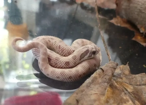 0.0.1 Heterodon nasicus; 2025; Morph: Toxic Conda