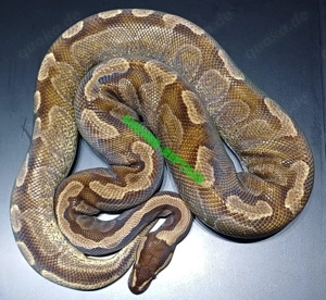 Königspython 0.1 Enchi GHI adult *proven breeder*