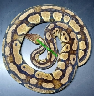 Königspython 0.1 Pastel 100% het Genetic Stripe adult *proven breeder*