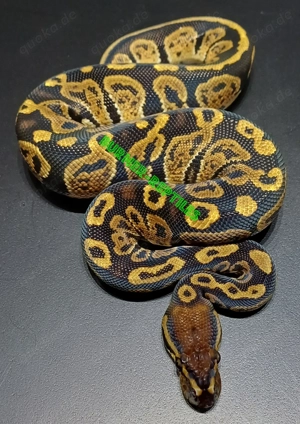 Königspython 1.0 Circle 100% het Ultramel NZ'25