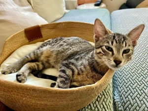 Mats, kuschelige Frohnatur, ca. 6 Monate alt *Tierschutz*