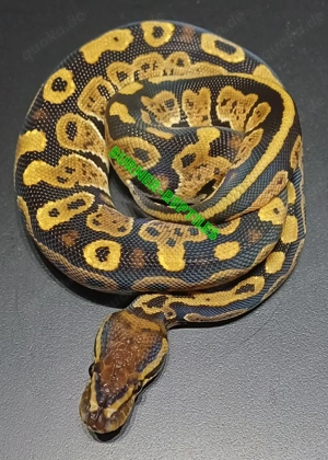Königspython 1.0 Circle 100% het Ultramel NZ'25