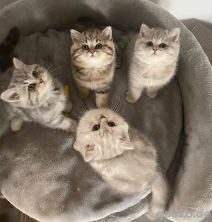    Britisch-Kurzhaar Kätzchen suchen ein liebevolles Zuhause   