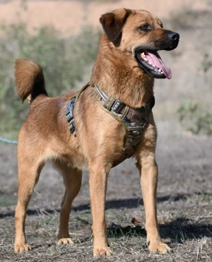 Caju, jung, lieb und unerfahren Bild 3