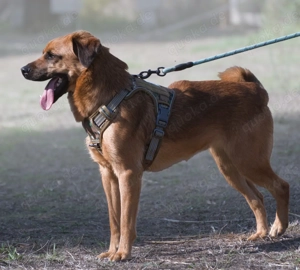 Caju, jung, lieb und unerfahren Bild 4