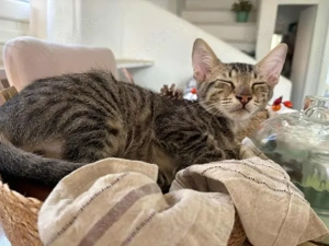 Mecki, liebevolles Energiebündel, ca. 5 Monate *Tierschutz*