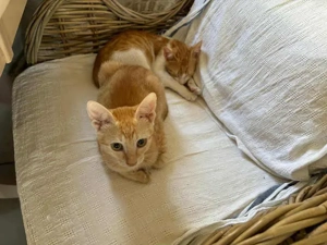 Mila, verspielte Entdeckerin, ca. 5 Monate *Tierschutz*