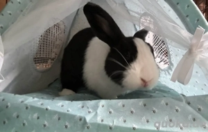 Holländer-Kaninchen