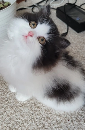 Zwei zauberhafte Ragdoll-Kater   bereit zum Kuscheln