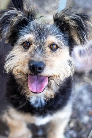 Milo, kleiner Charakterkopf, ca. 8 Jahre, ca. 42 cm, ca. 10 kg *Tierschutz*