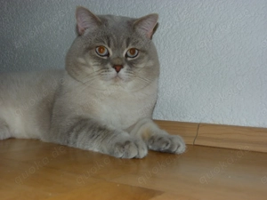 BKH Deckkater reinrassig