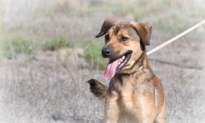 Cid, ein lieber Junge