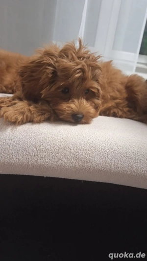cavapoo F1 3 Mädchen  abholtbereit 