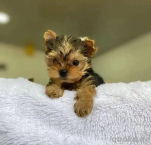 Adoptez votre nouveau meilleur ami ! Chiots disponibles.