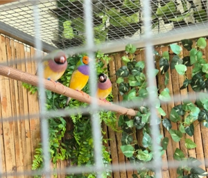 Gouldamadiene wildfarben