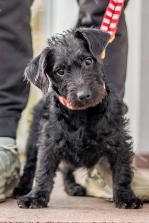 Teo, kleiner Abenteurer, ca. 4 Monate, ca. 26 cm, ca. 7 kg *Tierschutz* *in 76316 Malsch*