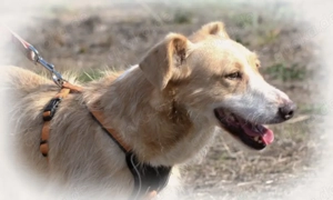 Bandit, ein ruhiger Geselle