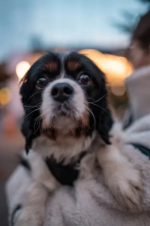 Foltos, tapferer Überlebenskünstler, ca. 8 Jahre, ca. 34 cm *Tierschutz* *in 64287 Darmstadt*