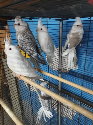 8 junge Weißkopf Nymphensittiche zu verkaufen 