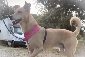 Simba, ein freundlicher Bursche