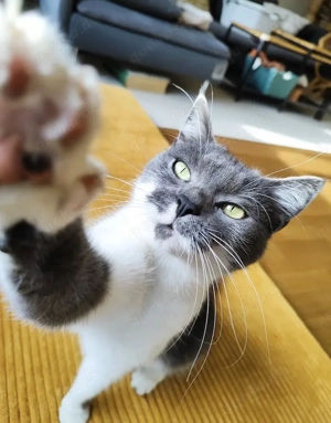 Greta, fröhliche Schmusebacke, ca. 2 Jahre *Tierschutz*