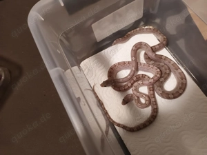 Ghost Pärchen nz Juni  25   Bild 2