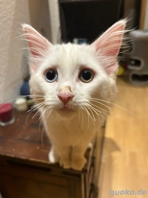 maine coon ragdoll mix 
