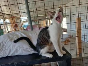 Jack, fröhlicher Schmusekater, ca. 7 Monate *Tierschutz*